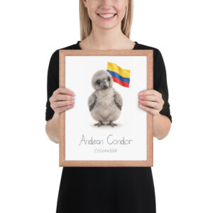 Andean Condor Colombia national animal framed print, red oak frame 11×14 Andean Condor Colombia national animal framed print, red oak frame 11×14